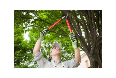 Man cutting branches