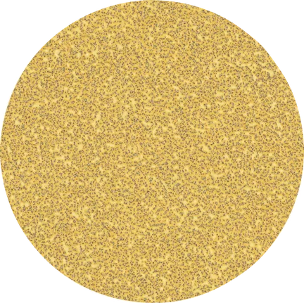 Bosch 2608900951 Expert C470 Sandpaper Discs 125mm, 40 Grit, No Holes (Pack of 50)